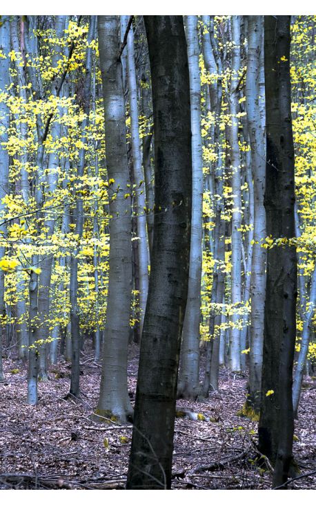 Notes de Printemps 04 - Photo d'art en édition limitée à 8 exemplaires - Nature